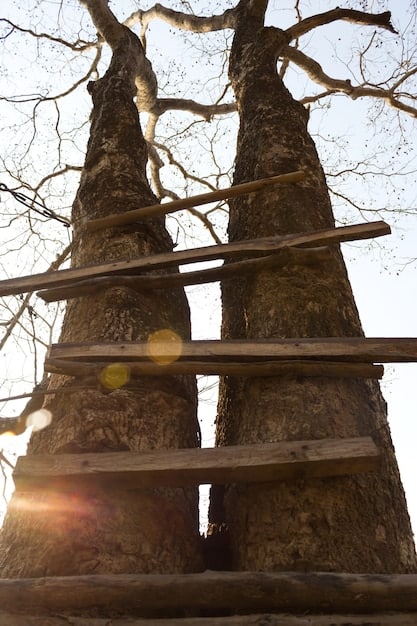 A close-up view of a treehouse platform being constructed, showing the secure attachment points to the tree and the sturdy wooden beams providing support.