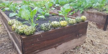 Build a Raised Garden Bed: Maximize Yield and Optimize Your Garden - Cover Image