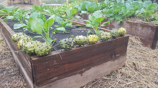 Build a Raised Garden Bed: Maximize Yield and Optimize Your Garden