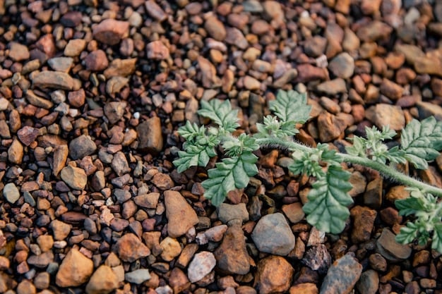 Close-up of a well-draining raised garden bed with visible layers of gravel, landscape fabric, and nutrient-rich soil. Seedlings are just starting to sprout.