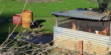 Build a Chicken Coop: Predator-Proof DIY for Under $300 - Cover Image