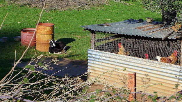 Build a Chicken Coop: Predator-Proof DIY for Under $300